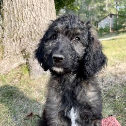 Girl 1 - Goldendoodle puppy in Indian River, Michigan from Sturgeon River Doodles