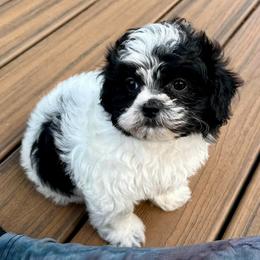 Pup 4 - Black and white female Shichon puppy in Grand Rapids, Michigan from Great Lakes Teddy Bear Dogs