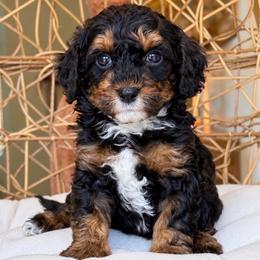 Drew - Phantom male Poodle puppy in Yuciapa, California from AlltheDoodlez_
