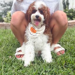 River - Brown and white male Cockapoo puppy in Seymour, Missouri from Cherokee Creek Labradors and Doodles