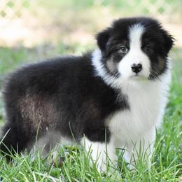 Gable - Black tri-color male Australian Shepherd puppy in Easton, Missouri from MMA Kennel