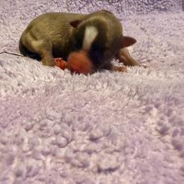 Cirrus (Tiny) - Chocolate sabled fawn male Chihuahua puppy in Seneca, Missouri from Stephanie’s Puppy Colony