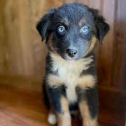 Girl 1 - Black tri-color female Australian Shepherd puppy in Smithville, Arkansas from Harris Farms and Aussies
