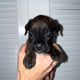 Evo - Brindle female Boxer puppy in Jamesville, New York from Reynolds Homestead Boxers