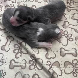 Pomsky Puppies from Full Moon Pomskies