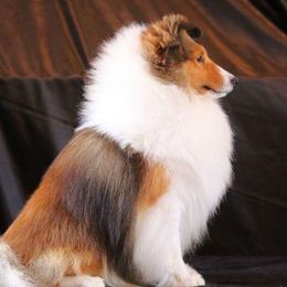 Affenpinschers from BR