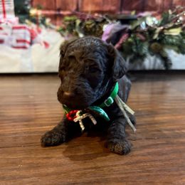 Choco latte - Chocolate female Goldendoodle puppy in Arlington, Texas from Chambers Doodle Patch