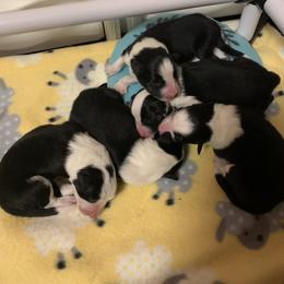 Border Collie Puppies from Hazelwood Border Collies