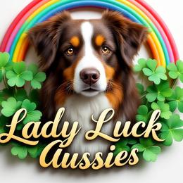 Australian Shepherds from Lady Luck Aussies