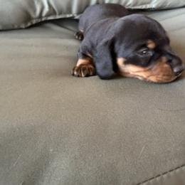 Shorty - Black and tan male Dachshund puppy in Delta, Colorado from Weinderful Dachshunds