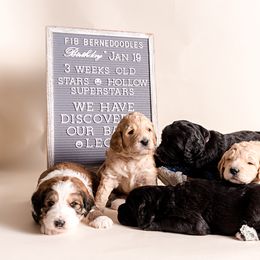 Bernedoodle Puppies from Sugarcreek Haven Bernedoodles