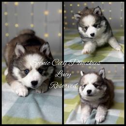 Lucy - Silver and white female Pomsky puppy in Rossville, Georgia from Scenic City Pomskies