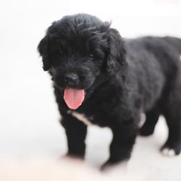 Teton - male Newfypoo puppy in Marshallville, Ohio from Windy Hill Dogs