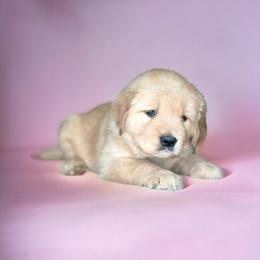 Girl 1 - Golden Retriever puppy in Carmel, Indiana from Sterling Valleys Goldens and Aussies
