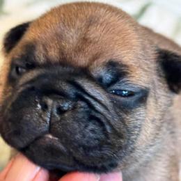 Blaze - Fawn male French Bulldog puppy in Germantown, Ohio from LaBelle Bulldogs