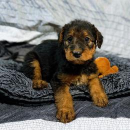 Lucille (purple) - Black and tan female Airedale Terrier puppy in Akron, Ohio from Green Family Companion Kennel, LLC