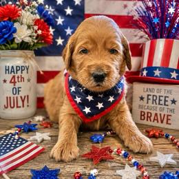Happy (Blue) - Red  male Goldendoodle puppy in Bay City, Texas from Charming Doods Goldendoodles