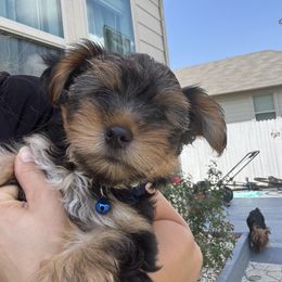 Yorkshire Terrier Puppies from Yorkies in Kyle