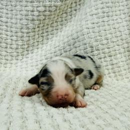 Relish (lavender collar) - Blue merle male Australian Shepherd puppy in Ashland, Ohio from SS Australian Shepherds