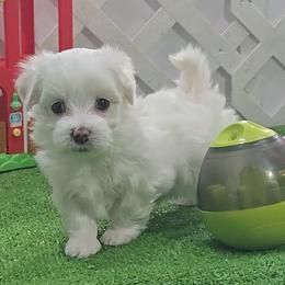 Amara. Gracie - White and lemon female Maltese puppy in Aurora, Missouri from KnJ Precious Paws LLC