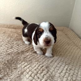 Sugar - Piebald female Dachshund puppy in Benson, Arizona from Six Shooter Minis