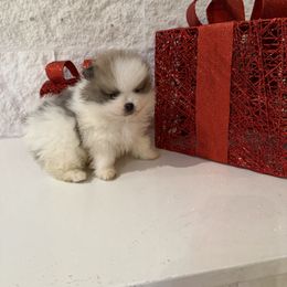 Boy 2 - Blue merle male Pomeranian puppy in Meridian, Idaho from Precious poms