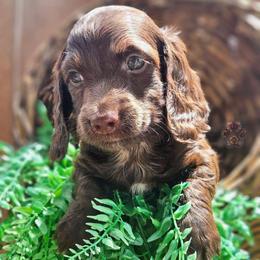 Rolo - Chocolate male Dachshund puppy in Grants Pass, Oregon from Treasure Dachshunds
