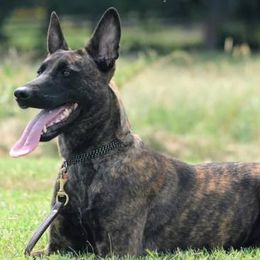 Belgian Malinois and Dutch Shepherds from Cavalier K9