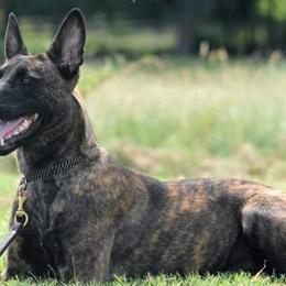 Belgian Malinois and Dutch Shepherds from Cavalier K9