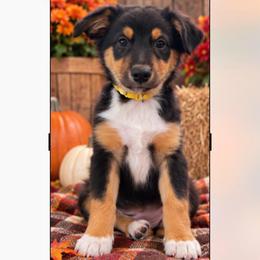 Ariel Girl-1 - Black tri-color female Australian Shepherd puppy in Mena, Arkansas from Fat-Bottom Farms
