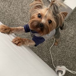 Gucci - Yorkshire Terrier