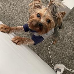 Gucci - Yorkshire Terrier
