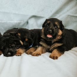 German Shepherd puppies from Mount Pleasant German Shepherds