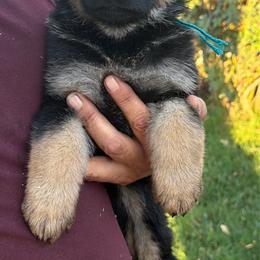 Beau - Black and tan male German Shepherd puppy in Whitewater, California from Vom Haus Metzler Shepherds