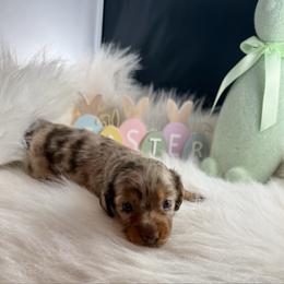 Gigi - Dapple female Dachshund puppy in Fort Worth, Texas from Louis' Litters