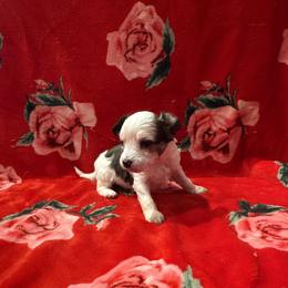 TopBrass' Girl Code 'Stevie' - Slate female Chinese Crested puppy in Auburn, Kansas from TopBrass Kennels