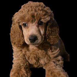 Flame - Red  male Poodle puppy in Decateur, Texas from Symphony Miniature Poodles