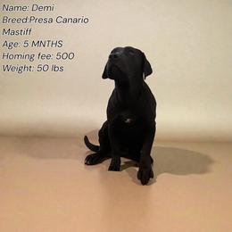 Girl-call name: Demi - Fawn female Mastiff puppy in Racine, Wisconsin from FrontlineK9 Boarding & Training LLC