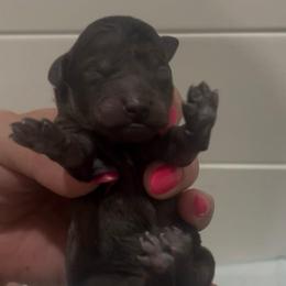 Boy 2 - Blue merle male Aussiedoodle puppy in Calimesa, California from Teakwoodpoodleofsocal