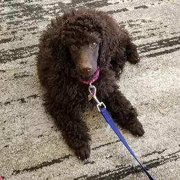 Poodle Puppies from Anna-Ash Poodles