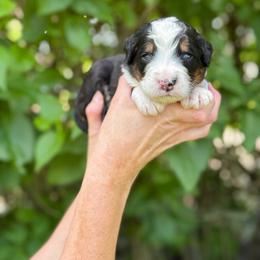 Hook - Tri-color male Bernedoodle puppy in Bellville, Ohio from Bernedoodle Buddies