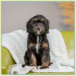 Julia - Phantom female Bernedoodle puppy in Connersville, Indiana from Deaz Doodle Ranch