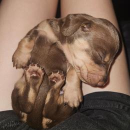 Ruby - Chocolate and tan female Dachshund puppy in Neola, Iowa from Eiram Dachshunds