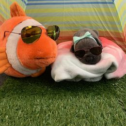 Great Dane Puppies from Lazuli Great Danes