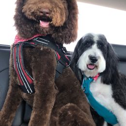 Chloe - Sheepadoodle