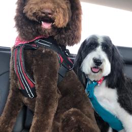 Chloe - Sheepadoodle