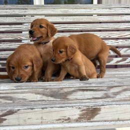 Girl 4 - Dark golden female Golden Retriever puppy in Marshfield, Missouri from Hilltop Kennel LLC