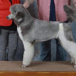 Poodle Puppies from Piney Woods Standard Poodles, LLC