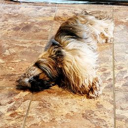 Honeybear - Shih Tzu