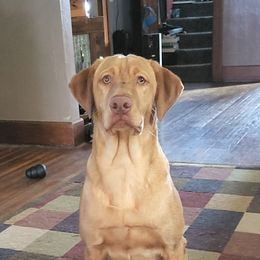 Knox - Labrador Retriever